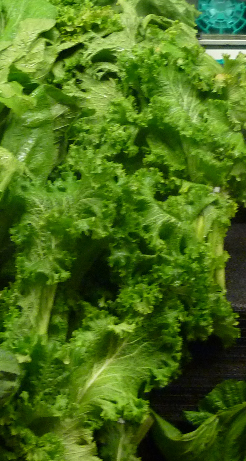 Brassica juncea subsp. integrifolia var. crispifolia eFlora of India